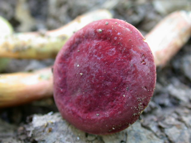 Boletus da determinare >>> n� 7